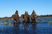 African elephant safari Africa,African elephant,African elephants,elephant,Elephantidae,endangered,endangered species,Loxodonta,mammal,mammalia,Proboscidea,vertebrate,human,humans,person,reltationship,Elephants,Chordates,Cho