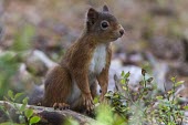 Red squirrel on hind legs Sciurus vulgaris,mammalia,mammal,Sciuridae,squirrel,Eurasian red squirrel,Red squirrel,least concern,British species,UK species,red,close up,wood,forest,whiskers,Loch Garten,Scotland,UK,Europe,rodenti