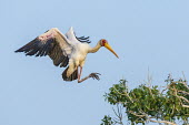 Adult yellow-billed stork landing on tree African bird,Botswana,Chobe,Chobe River,Game Reserve,Horizontal,Kasane,Yellow-Billed Stork,adult,africa,african,african wildlife,animal,aves,avian,biology,chobe national park,day,fauna,flying,landing,