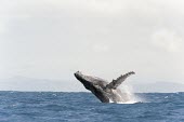 Humpback whale breaching Humpback whale,whale,mammalia,mammal,balaenopteridae,least concern,sea,marine,ocean,Madagascar,Africa,vertebrate,breach,cetacean,splash,pectoral fin,Rorquals,Balaenopteridae,Cetacea,Whales, Dolphins,