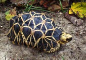 Burmese starred tortoise Adult,platynota,Omnivorous,Reptilia,Sub-tropical,Asia,Chordata,Terrestrial,Testudines,Testudinidae,Animalia,Geochelone,Critically Endangered,Appendix I,IUCN Red List