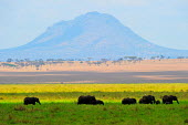 African elephants habitat,grass,mountain,savannah,walking,elephants,group,adults,young,green grass,Elephants,Elephantidae,Chordates,Chordata,Elephants, Mammoths, Mastodons,Proboscidea,Mammalia,Mammals,Appendix I,Africa