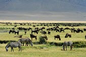 Zebras and wildebeest on African plain habitat,african plain,grazing,grass,herbivore,group,herd,Least Concern,quagga,Streams and rivers,Mammalia,Perissodactyla,Ponds and lakes,Equidae,Equus,Africa,Terrestrial,Savannah,Herbivorous,Temporary