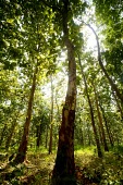 Teak in forest trees,forest,furniture,forests,teak,rainforest,jepara