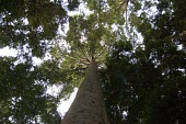 Tall tree in the forest in Indonesia trees,plant,forest,forests,rainforests,looking up a tree,canopy,tree trunk,indonesia,tree