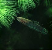 Betta persephone Adult,persephone,Critically Endangered,Animalia,Betta,Actinopterygii,Fresh water,Aquatic,Asia,Chordata,Perciformes,Carnivorous,Belontiidae,IUCN Red List