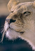 Lion portrait Adult,close-up,portrait,female,adult,Felidae,Cats,Mammalia,Mammals,Carnivores,Carnivora,Chordates,Chordata,leo,Animalia,Savannah,Africa,Scrub,Appendix II,Asia,Panthera,Vulnerable,Desert,Terrestrial,Ca