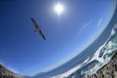 Black-browed albatross soaring above a penguin colony adult,flight,soaring,fisheye lens,sun,blue sky,blue sea,waves,shore,Procellariiformes,Albatrosses, Petrels,Aves,Birds,Chordates,Chordata,Albatrosses,Diomedeidae,Ocean,Aquatic,melanophrys,Grassland,Car