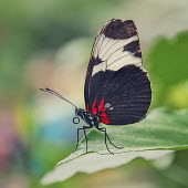 Heliconius species macro,butterflies,heliconius,heliconians,longwings,arthropoda,arthropods,insects,insecta,Lepidoptera,butterfly,Nymphalidae,brush-footed butterfly,colour,colourful