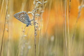 Polyommatus icarus macro,butterflies,polyommatus icarus,blue,arthropoda,arthropods,insects,insecta,Lepidoptera,Lycaenidae,butterfly,colour,colourful,Arthropoda,Arthropods,Insects,Insecta,Coppers, Hairstreaks,Butterflies