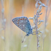 Polyommatus icarus macro,butterflies,polyommatus icarus,blue,arthropoda,arthropods,insects,insecta,Lepidoptera,Lycaenidae,butterfly,colour,colourful,Arthropoda,Arthropods,Insects,Insecta,Coppers, Hairstreaks,Butterflies