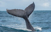 Humpback whale tail fluke tail,fluke,close-up,dive,splash,oceans,water,marine,sea,surface,whales,cetaceans,cetacean,Wild,Rorquals,Balaenopteridae,Cetacea,Whales, Dolphins, and Porpoises,Chordates,Chordata,Mammalia,Mammals,Sout