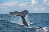 Humpback whale tail fluke tail,fluke,dive,splash,oceans,water,marine,sea,pair,surface,whales,cetaceans,cetacean,Wild,Rorquals,Balaenopteridae,Cetacea,Whales, Dolphins, and Porpoises,Chordates,Chordata,Mammalia,Mammals,South Am