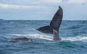 Humpback whale tail fluke tail,fluke,close-up,dive,splash,oceans,water,marine,sea,surface,pair,whales,cetaceans,cetacean,Wild,Rorquals,Balaenopteridae,Cetacea,Whales, Dolphins, and Porpoises,Chordates,Chordata,Mammalia,Mammals