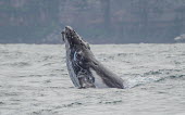 Humpback whale breaching breaching,oceans,water,marine,sea,head,face,surface,whales,cetaceans,cetacean,Wild,Rorquals,Balaenopteridae,Cetacea,Whales, Dolphins, and Porpoises,Chordates,Chordata,Mammalia,Mammals,South America,No