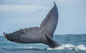 Humpback whale tail fluke tail,fluke,close-up,dive,splash,oceans,water,marine,sea,surface,whales,cetaceans,cetacean,Wild,Rorquals,Balaenopteridae,Cetacea,Whales, Dolphins, and Porpoises,Chordates,Chordata,Mammalia,Mammals,Sout