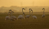 Greater flamingos group,low light,grasslands,adults,young,birds,bird,aves,flamingo,flamingos,sky,orange,colourful,Phoenicopteridae,Phoenicopteriformes,Ciconiiformes,Herons Ibises Storks and Vultures,Chordates,Chordata,