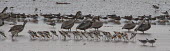 Brown pelicans and waders on shore shorebirds,waders,preening,feeding,resting,line,shore,coast,birds,shallow water,Ciconiiformes,Herons Ibises Storks and Vultures,Aves,Birds,Chordates,Chordata,Pelecanidae,Pelicans,Pelicans and Cormoran