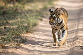 Bengal tigress walking along forest track tiger,tigers,tigress,Bengal,big cat,big cats,cat,cats,carnivore,carnivores,predators,predator,India,Asia,Panthera,tigris,Panthera tigris,walking,path,track,shallow focus,negative space,sandy,adult,fem