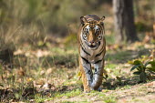 Bengal tigress approaching tiger,tigers,tigress,Bengal,big cat,big cats,cat,cats,carnivore,carnivores,predators,predator,India,Asia,Panthera,tigris,Panthera tigris,shallow focus,negative space,walking,adult,female,subspecies,lo