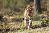 Bengal tigress approaching tiger,tigers,tigress,Bengal,big cat,big cats,cat,cats,carnivore,carnivores,predators,predator,India,Asia,Panthera,tigris,Panthera tigris,shallow focus,negative space,walking,adult,female,subspecies,lo