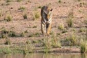 Bengal tigress approaching edge of pool tiger,tigers,tigress,Bengal,big cat,big cats,cat,cats,carnivore,carnivores,predators,predator,India,Asia,Panthera,tigris,Panthera tigris,negative space,adult,female,subspecies,Panthera tigris tigris,w