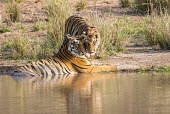 Bengal tiger mother with cub at edge of pool tiger,tigers,tigress,Bengal,big cat,big cats,cat,cats,carnivore,carnivores,predators,predator,India,Asia,Panthera,tigris,Panthera tigris,negative space,adult,female,subspecies,Panthera tigris tigris,w