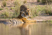 Bengal tiger mother with cub at edge of pool tiger,tigers,tigress,Bengal,big cat,big cats,cat,cats,carnivore,carnivores,predators,predator,India,Asia,Panthera,tigris,Panthera tigris,negative space,adult,female,subspecies,Panthera tigris tigris,w