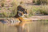 Bengal tiger mother with cub at edge of pool tiger,tigers,tigress,Bengal,big cat,big cats,cat,cats,carnivore,carnivores,predators,predator,India,Asia,Panthera,tigris,Panthera tigris,negative space,adult,female,subspecies,Panthera tigris tigris,w