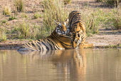 Bengal tiger mother with cub at edge of pool tiger,tigers,tigress,Bengal,big cat,big cats,cat,cats,carnivore,carnivores,predators,predator,India,Asia,Panthera,tigris,Panthera tigris,negative space,adult,female,subspecies,Panthera tigris tigris,w