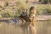 Bengal tiger mother with cub at edge of pool tiger,tigers,tigress,Bengal,big cat,big cats,cat,cats,carnivore,carnivores,predators,predator,India,Asia,Panthera,tigris,Panthera tigris,negative space,adult,female,subspecies,Panthera tigris tigris,w