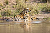 Bengal tiger mother with cub at edge of pool tiger,tigers,tigress,Bengal,big cat,big cats,cat,cats,carnivore,carnivores,predators,predator,India,Asia,Panthera,tigris,Panthera tigris,negative space,adult,female,subspecies,Panthera tigris tigris,w