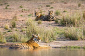 Bengal tigress resting at edge of pool with cubs in background tiger,tigers,tigress,Bengal,big cat,big cats,cat,cats,carnivore,carnivores,predators,predator,India,Asia,Panthera,tigris,Panthera tigris,negative space,adult,female,subspecies,Panthera tigris tigris,w