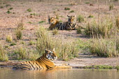 Bengal tigress resting at edge of pool with cubs in background tiger,tigers,tigress,Bengal,big cat,big cats,cat,cats,carnivore,carnivores,predators,predator,India,Asia,Panthera,tigris,Panthera tigris,negative space,adult,female,subspecies,Panthera tigris tigris,w