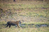 Bengal tigress walking across meadow tiger,tigers,tigress,Bengal,big cat,big cats,cat,cats,carnivore,carnivores,predators,predator,India,Asia,Panthera,tigris,Panthera tigris,walking,shallow focus,negative space,subspecies,adult,female,Pa