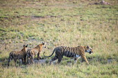 Bengal tiger mother with cubs in meadow tiger,tigers,tigress,Bengal,big cat,big cats,cat,cats,carnivore,carnivores,predators,predator,India,Asia,Panthera,tigris,Panthera tigris,walking,shallow focus,negative space,subspecies,adult,female,Pa