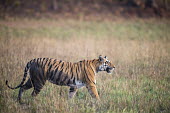 Bengal tigress walking across meadow tiger,tigers,tigress,Bengal,big cat,big cats,cat,cats,carnivore,carnivores,predators,predator,India,Asia,Panthera,tigris,Panthera tigris,walking,shallow focus,negative space,subspecies,adult,female,Pa