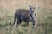 Bengal tiger cub tiger,tigers,Bengal,big cat,big cats,cat,cats,carnivore,carnivores,predators,predator,India,Asia,Panthera,tigris,Panthera tigris,shallow focus,negative space,subspecies,young,cub,Panthera tigris tigri