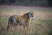 Bengal tigress in meadow tiger,tigers,tigress,Bengal,big cat,big cats,cat,cats,carnivore,carnivores,predators,predator,India,Asia,Panthera,tigris,Panthera tigris,shallow focus,negative space,subspecies,adult,female,Panthera t