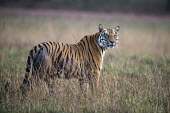 Bengal tigress in meadow tiger,tigers,tigress,Bengal,big cat,big cats,cat,cats,carnivore,carnivores,predators,predator,India,Asia,Panthera,tigris,Panthera tigris,shallow focus,negative space,subspecies,adult,female,Panthera t