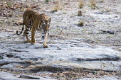 Bengal tigress (Panthera tigris tigris) walking over rocky ground tiger,tigers,tigress,Bengal,big cat,big cats,cat,cats,carnivore,carnivores,predators,predator,India,Asia,Panthera,tigris,Panthera tigris,walking,negative space,subspecies,adult,female,Panthera tigris