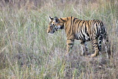 Bengal tiger (Panthera tigris tigris) cub in long grasses tiger,tigers,Bengal,big cat,big cats,cat,cats,carnivore,carnivores,predators,predator,India,Asia,Panthera,tigris,Panthera tigris,negative space,subspecies,young,cub,Panthera tigris tigris,meadow,Benga