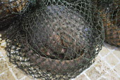 Rescued Sunda pangolin in net Sunda pangolin,Sunda pangolins,pangolin,pangolins,Animalia,Chordata,Mammalia,Pholidota,Manidae,Manis,javanica,Malayan pangolin,pangolin javanais,pangolin malais,pangolín malayo,rescue,rescued,wildlif