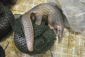 Rescued pangolin at the ranger station Sunda pangolin,Sunda pangolins,pangolin,pangolins,Animalia,Chordata,Mammalia,Pholidota,Manidae,Manis,javanica,Malayan pangolin,pangolin javanais,pangolin malais,pangolín malayo,rescue,rescued,wildlif