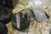 Rescued pangolin at the ranger station Sunda pangolin,Sunda pangolins,pangolin,pangolins,Animalia,Chordata,Mammalia,Pholidota,Manidae,Manis,javanica,Malayan pangolin,pangolin javanais,pangolin malais,pangolín malayo,rescue,rescued,wildlif