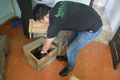 Sunda pangolin rescue - being loaded into crates for transportation to rescue centre Sunda pangolin,Sunda pangolins,pangolin,pangolins,Animalia,Chordata,Mammalia,Pholidota,Manidae,Manis,javanica,Malayan pangolin,pangolin javanais,pangolin malais,pangolín malayo,rescue,rescued,wildlif