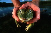 Giant bullfrog being rescued from road and released into safe area Africa,Amphibians,frogs,sunset,release,hands,rescue,Animalia,Chordata,Amphibia,Anura,Pyxicephalidae,African bullfrog,bullfrog,bullfrogs,Amphibians fish