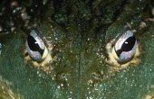 Giant bullfrog - close up of eyes Africa,Amphibians,frogs,close-up,close up,Animalia,Chordata,Amphibia,Anura,Pyxicephalidae,African bullfrog,bullfrog,bullfrogs,Amphibians fish