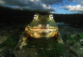 Giant bullfrog bullfrog,bullfrogs,Africa,Amphibians,frogs,close-up,close up,close,habitat,Animalia,Chordata,Amphibia,Anura,Pyxicephalidae,African bullfrog,Amphibians fish