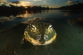 Giant bullfrog Africa,Amphibians,frogs,close-up,close up,close,habitat,Animalia,Chordata,Amphibia,Anura,Pyxicephalidae,African bullfrog,bullfrog,bullfrogs,Amphibians fish